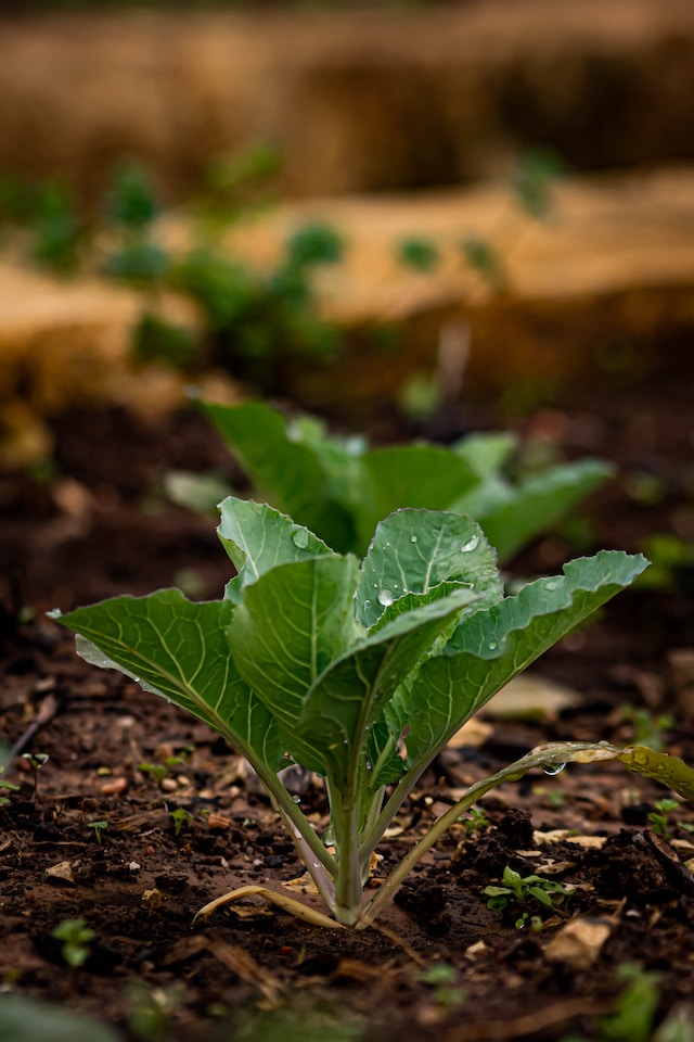 Growing Lettuce