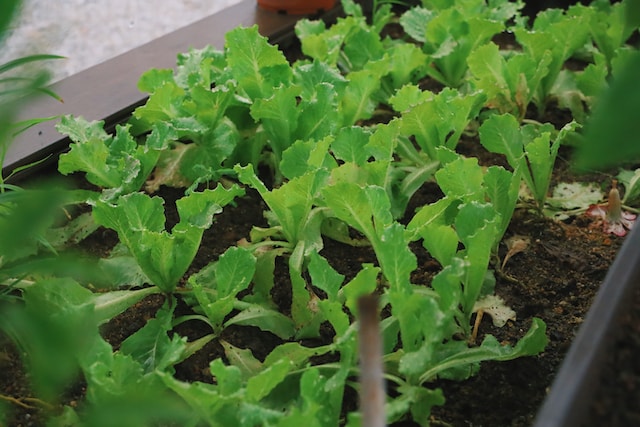 Lettuce Garden