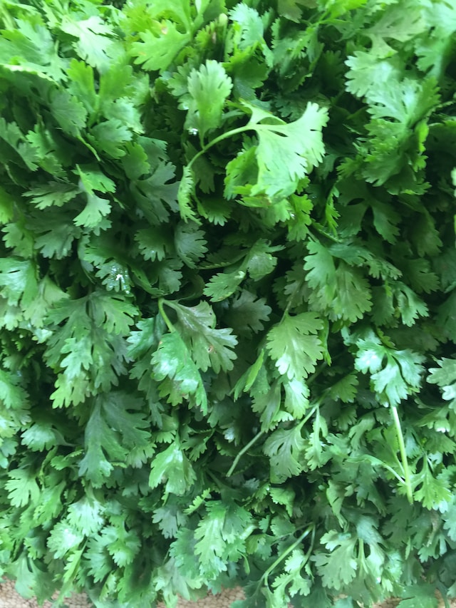 Parsley At Home