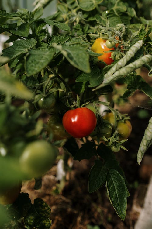 Grow Tomatoes